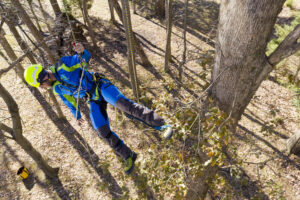 Arborist descending from tree